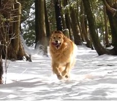 dog running through snowcovered forest