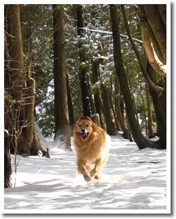 dog running in snow through forest